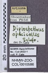 Etikette zu Diplostethus opacicollis (NHMW-ZOO-COL-0010586)